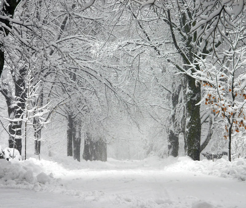 forest covered with snow